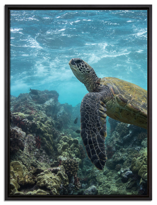 Schildkröte im Pazifik auf Leinwandbild gerahmt Größe 80x60