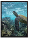 Schildkröte im Pazifik auf Leinwandbild gerahmt Größe 80x60