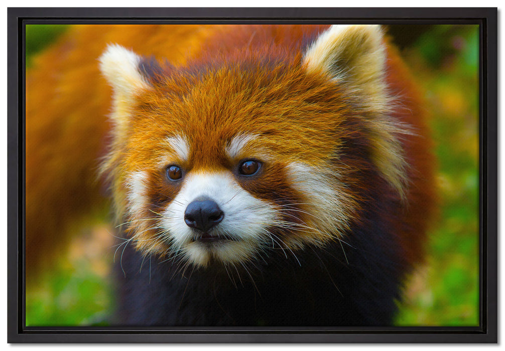 Roter Pandabär auf Ast auf Leinwandbild gerahmt Größe 60x40