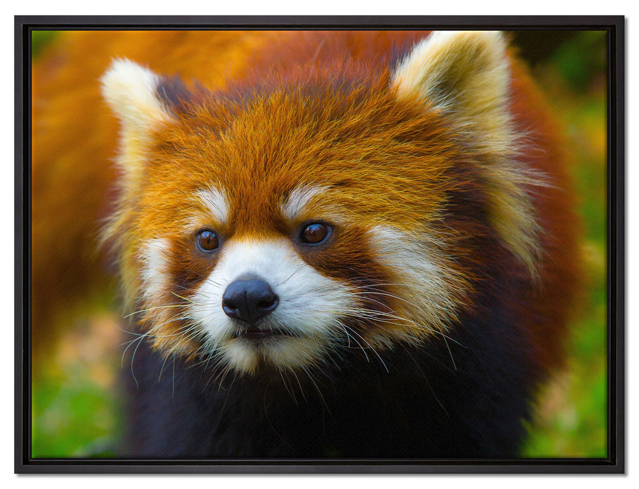 Roter Pandabär auf Ast auf Leinwandbild gerahmt Größe 80x60