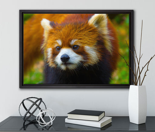 Roter Pandabär auf Ast auf Leinwandbild gerahmt mit Kirschblüten