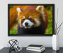 Roter Pandabär auf Ast auf Leinwandbild gerahmt mit Kirschblüten