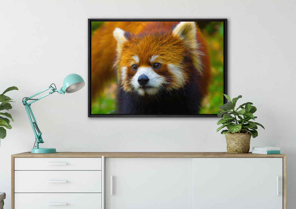 Roter Pandabär auf Ast auf Leinwandbild gerahmt verschiedene Größen im Wohnzimmer