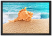 Muschel am Strand auf Leinwandbild gerahmt Größe 60x40