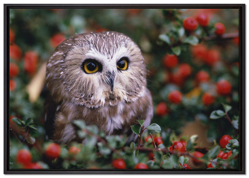 Eule im Vogelbeerenstrauch auf Leinwandbild gerahmt Größe 100x70