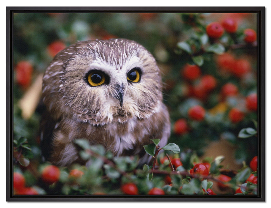 Eule im Vogelbeerenstrauch auf Leinwandbild gerahmt Größe 80x60