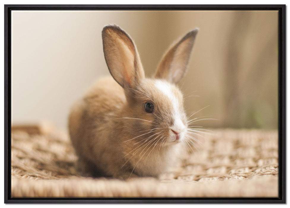 Süßes Kaninchen auf Leinwandbild gerahmt Größe 100x70