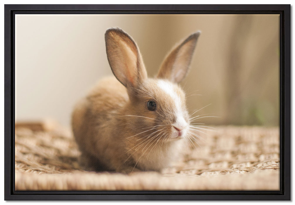 Süßes Kaninchen auf Leinwandbild gerahmt Größe 60x40