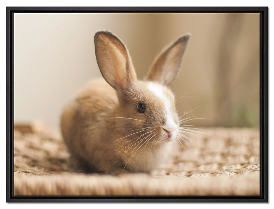 Süßes Kaninchen auf Leinwandbild gerahmt Größe 80x60