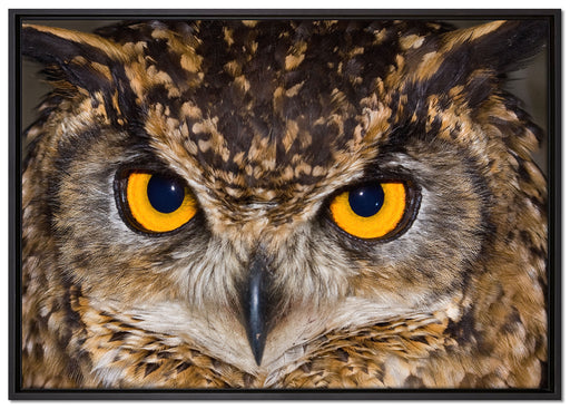 Eule mit gelben Augen auf Leinwandbild gerahmt Größe 100x70