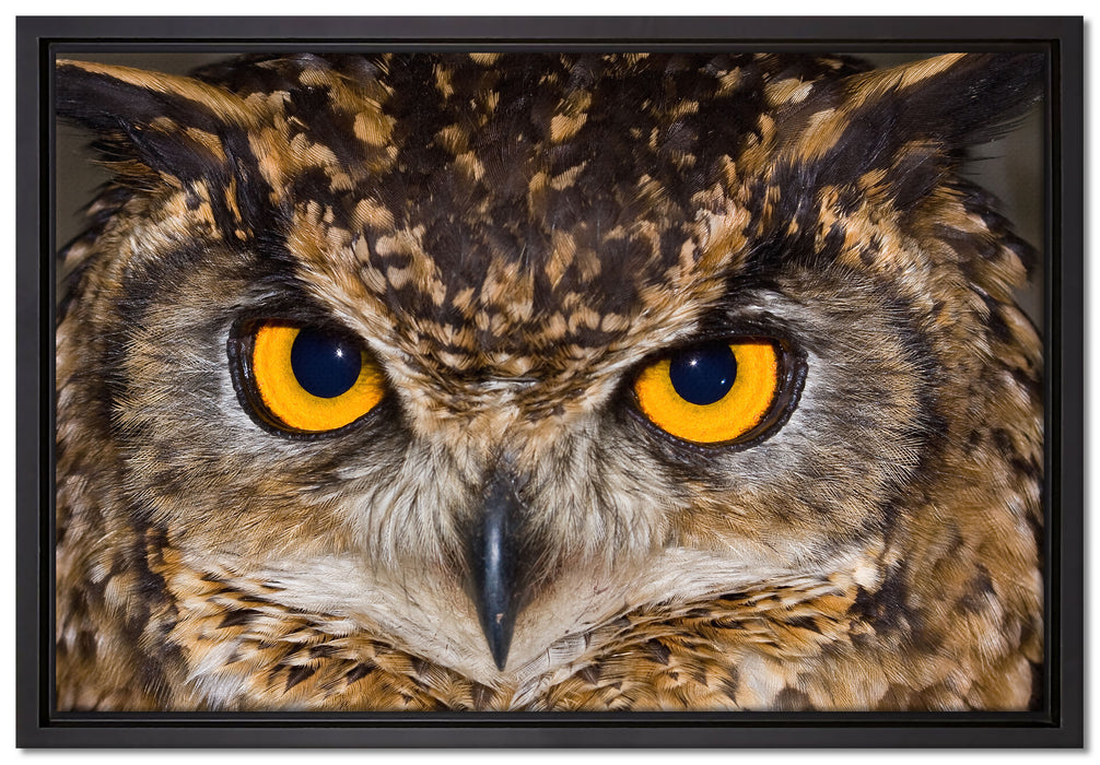 Eule mit gelben Augen auf Leinwandbild gerahmt Größe 60x40