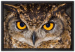 Eule mit gelben Augen auf Leinwandbild gerahmt Größe 60x40