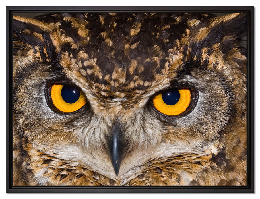 Eule mit gelben Augen auf Leinwandbild gerahmt Größe 80x60