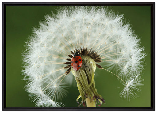 Marienkäfer auf Pusteblume auf Leinwandbild gerahmt Größe 100x70