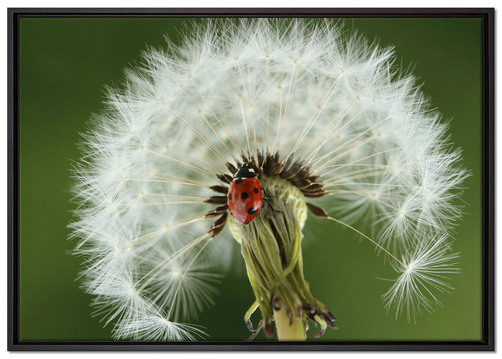 Marienkäfer auf Pusteblume auf Leinwandbild gerahmt Größe 100x70