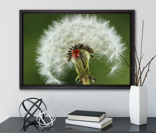 Marienkäfer auf Pusteblume auf Leinwandbild gerahmt mit Kirschblüten