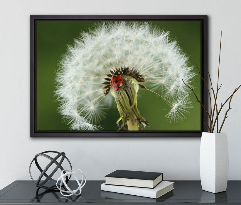 Marienkäfer auf Pusteblume auf Leinwandbild gerahmt mit Kirschblüten