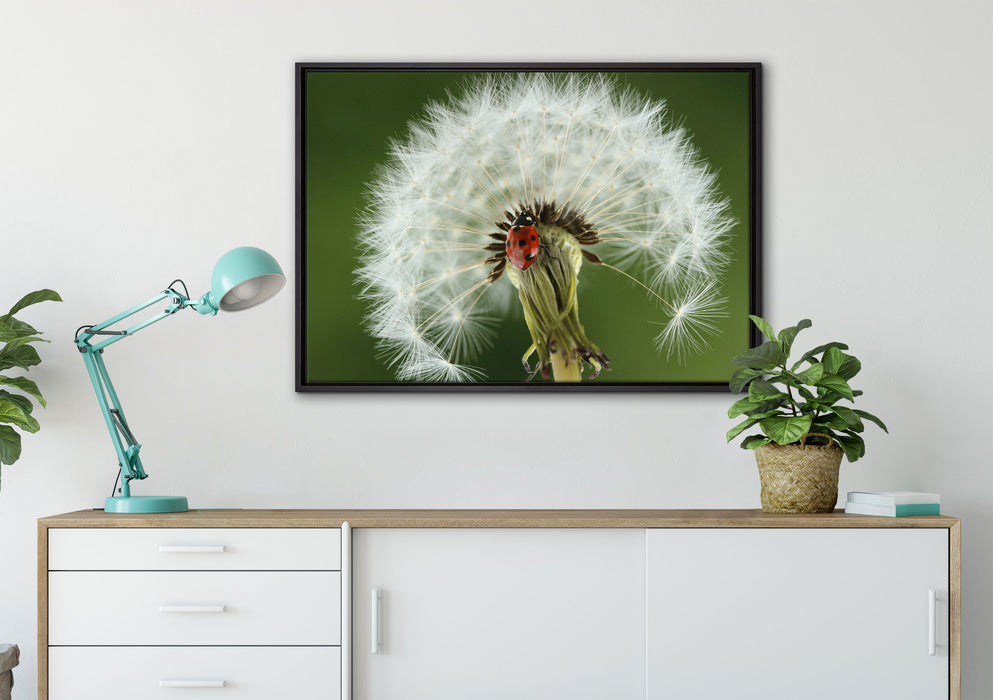 Marienkäfer auf Pusteblume auf Leinwandbild gerahmt verschiedene Größen im Wohnzimmer