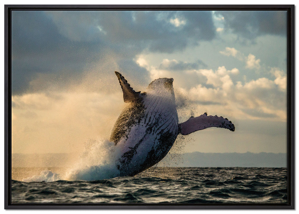 Buckelwale Kanada auf Leinwandbild gerahmt Größe 100x70