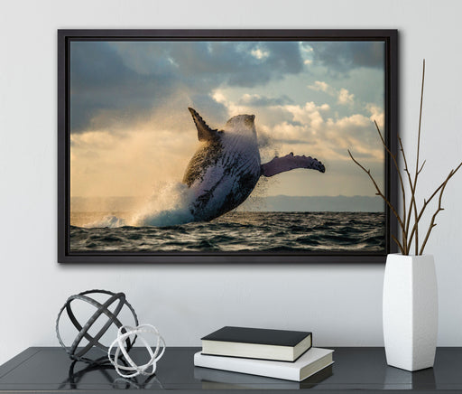 Buckelwale Kanada auf Leinwandbild gerahmt mit Kirschblüten