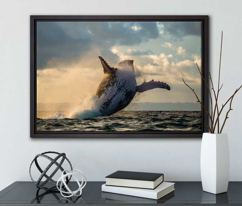 Buckelwale Kanada auf Leinwandbild gerahmt mit Kirschblüten