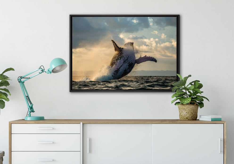 Buckelwale Kanada auf Leinwandbild gerahmt verschiedene Größen im Wohnzimmer