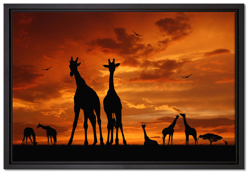 Afrika Giraffen im Sonnenuntergang auf Leinwandbild gerahmt Größe 60x40