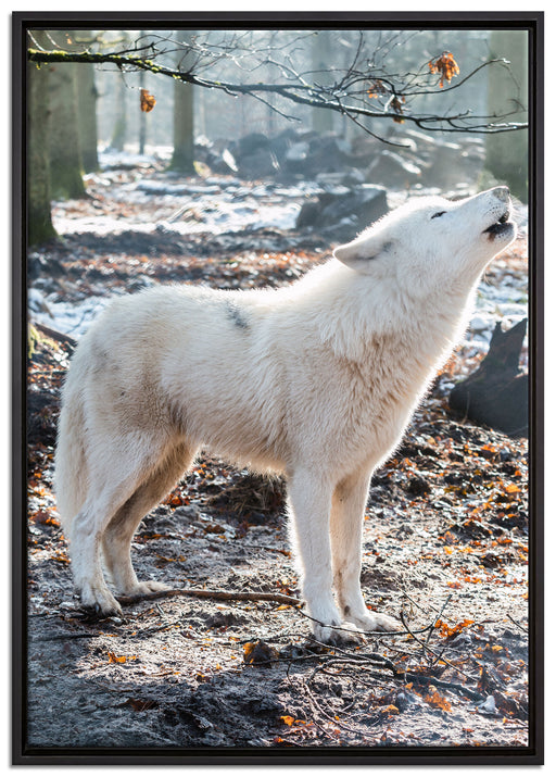 heulende Wölfe auf Leinwandbild gerahmt Größe 100x70