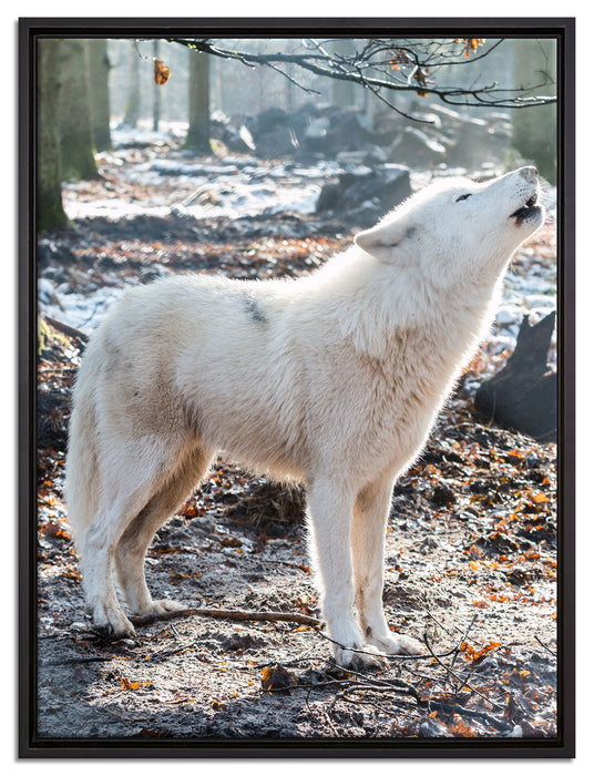 heulende Wölfe auf Leinwandbild gerahmt Größe 80x60