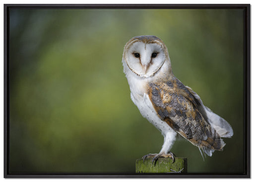 Eule auf Leinwandbild gerahmt Größe 100x70