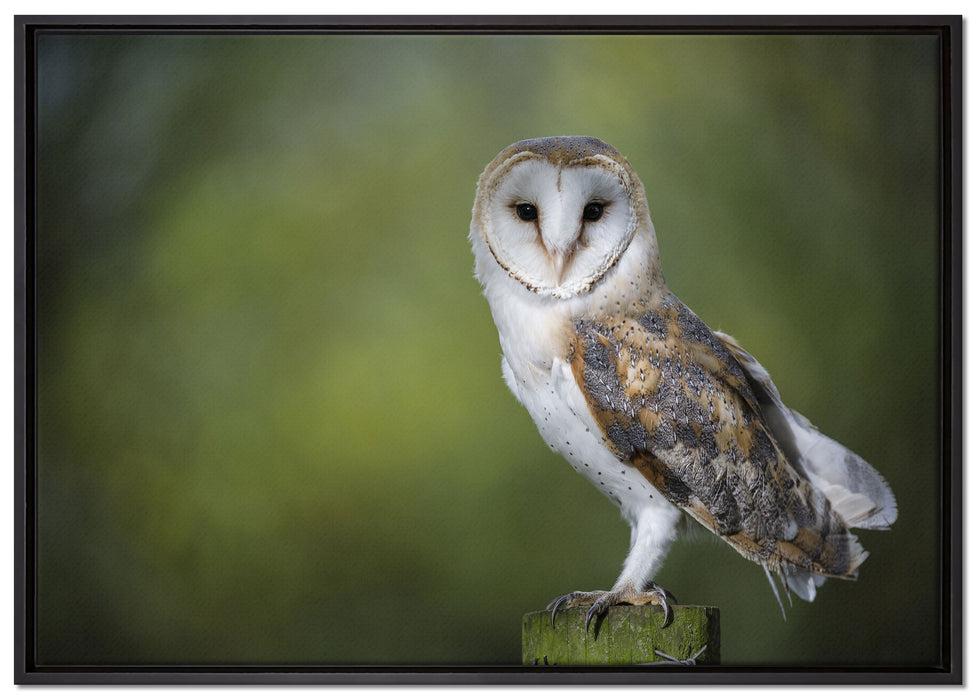 Eule auf Leinwandbild gerahmt Größe 100x70