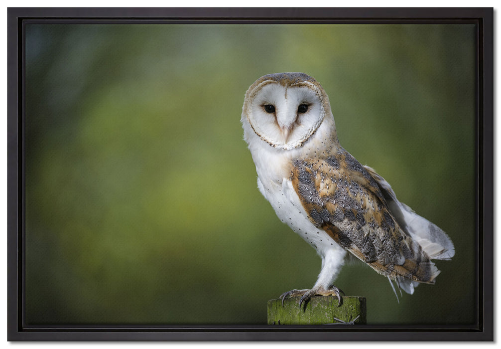 Eule auf Leinwandbild gerahmt Größe 60x40