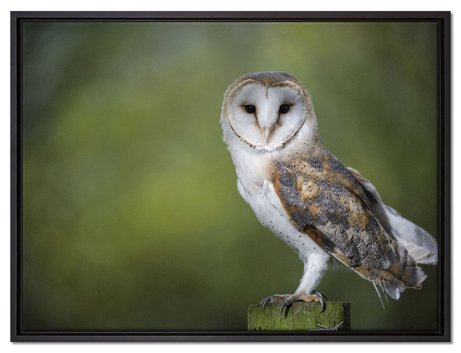 Eule auf Leinwandbild gerahmt Größe 80x60