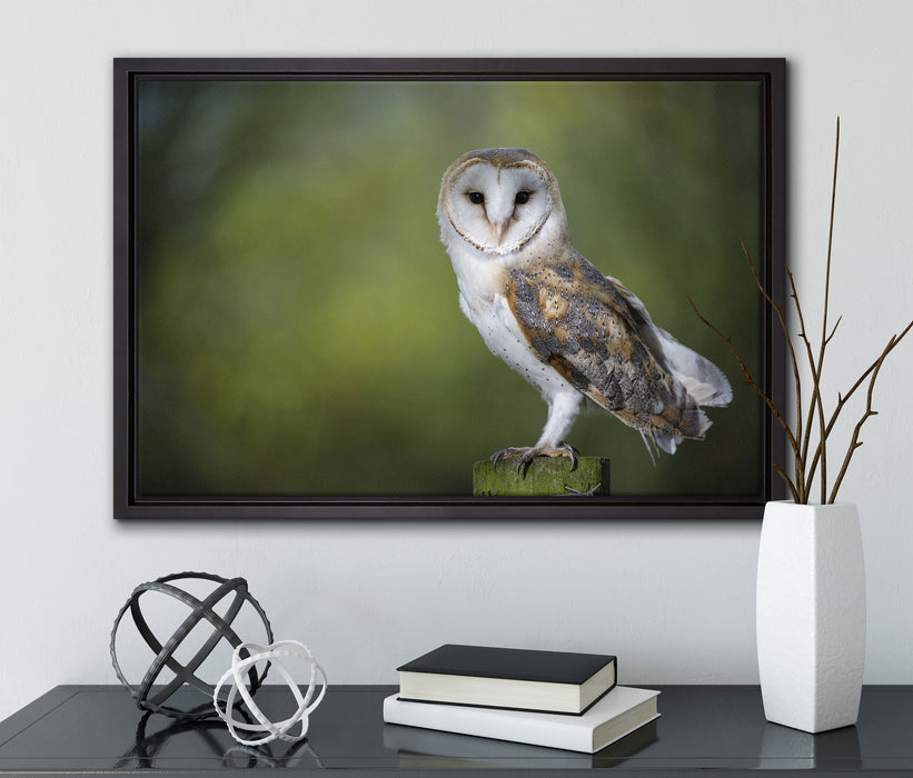 Eule auf Leinwandbild gerahmt mit Kirschblüten