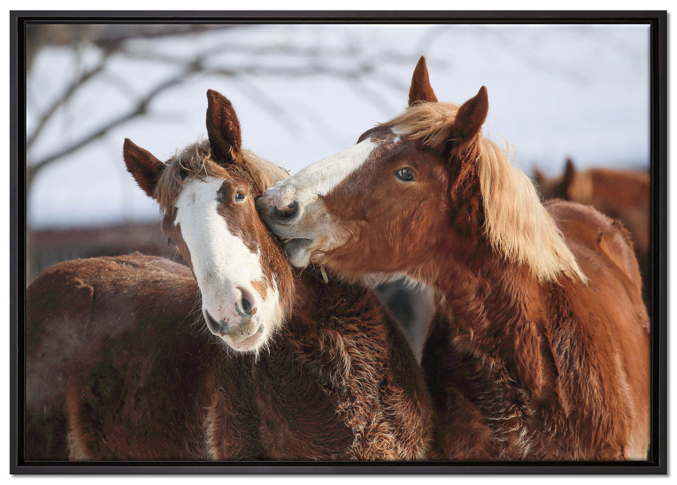 schmusende Pferde auf Leinwandbild gerahmt Größe 100x70