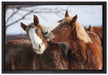 schmusende Pferde auf Leinwandbild gerahmt Größe 60x40
