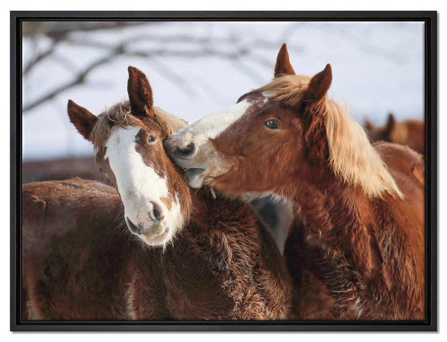 schmusende Pferde auf Leinwandbild gerahmt Größe 80x60