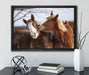 schmusende Pferde auf Leinwandbild gerahmt mit Kirschblüten
