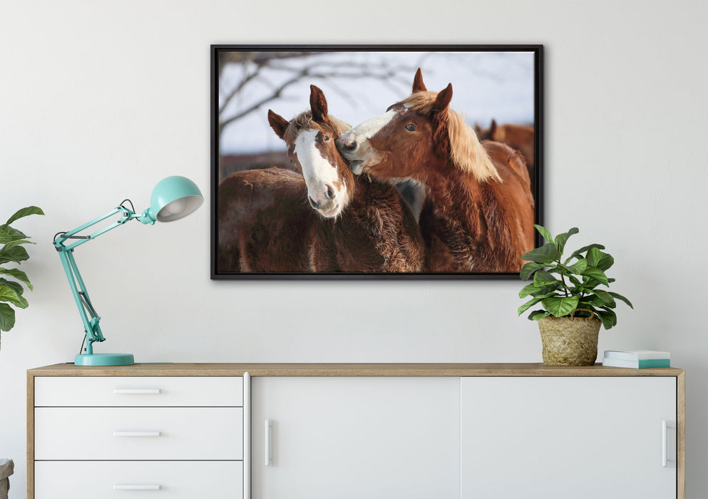schmusende Pferde auf Leinwandbild gerahmt verschiedene Größen im Wohnzimmer