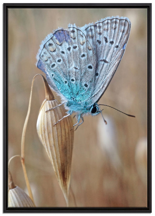 Schmetterling auf Blume Natur Tier auf Leinwandbild gerahmt Größe 100x70
