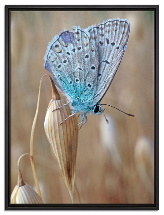 Schmetterling auf Blume Natur Tier auf Leinwandbild gerahmt Größe 80x60