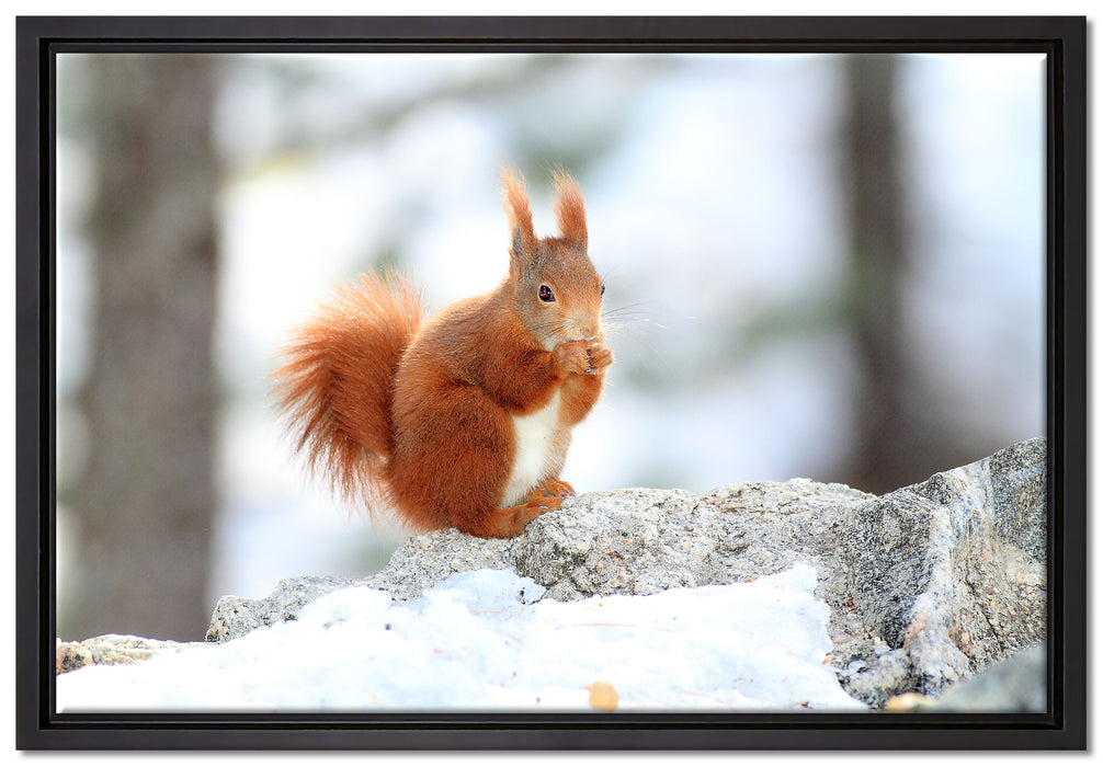 Eichhörnchen im Schnee auf Leinwandbild gerahmt Größe 60x40