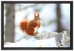 Eichhörnchen im Schnee auf Leinwandbild gerahmt Größe 60x40