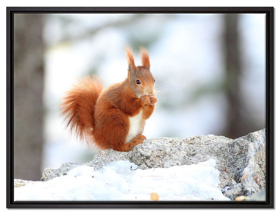 Eichhörnchen im Schnee auf Leinwandbild gerahmt Größe 80x60