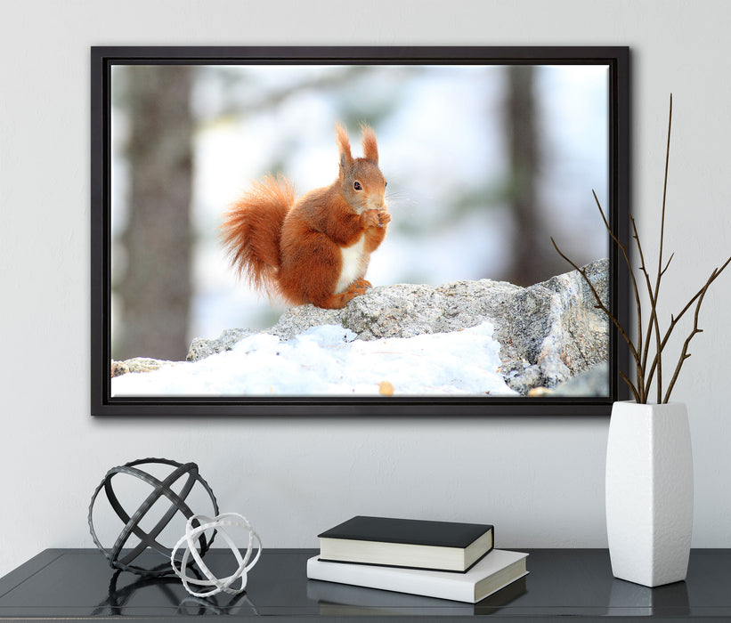 Eichhörnchen im Schnee auf Leinwandbild gerahmt mit Kirschblüten
