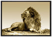liegender Löwe auf Leinwandbild gerahmt Größe 100x70