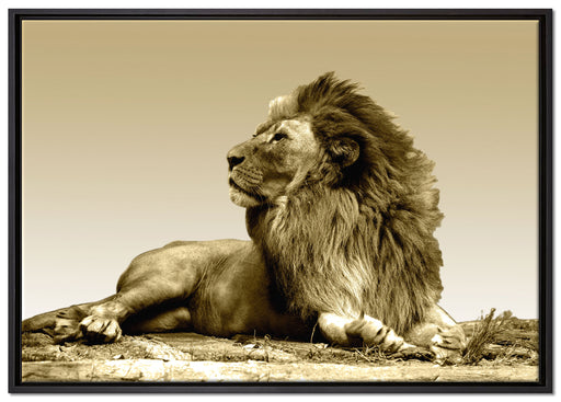liegender Löwe auf Leinwandbild gerahmt Größe 100x70