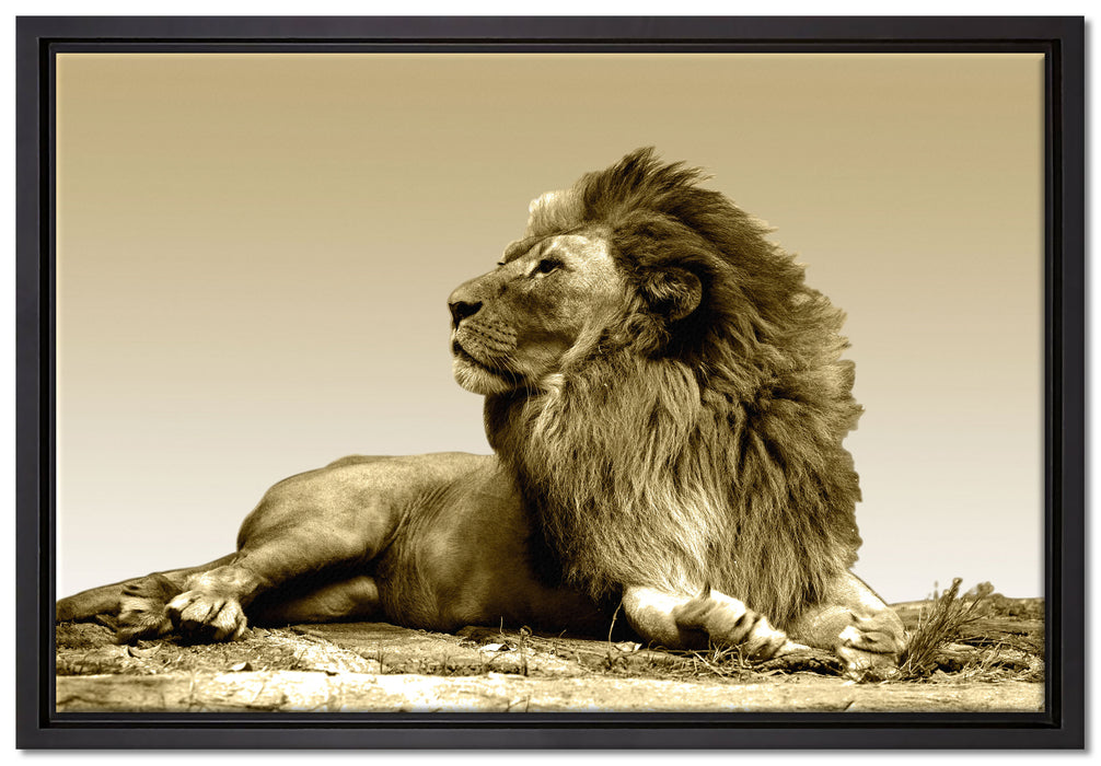 liegender Löwe auf Leinwandbild gerahmt Größe 60x40