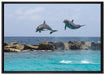 springende Delphine auf Leinwandbild gerahmt Größe 100x70