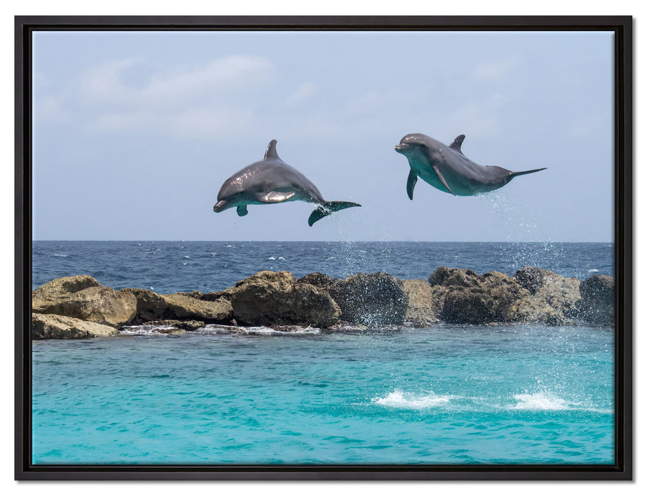 springende Delphine auf Leinwandbild gerahmt Größe 80x60